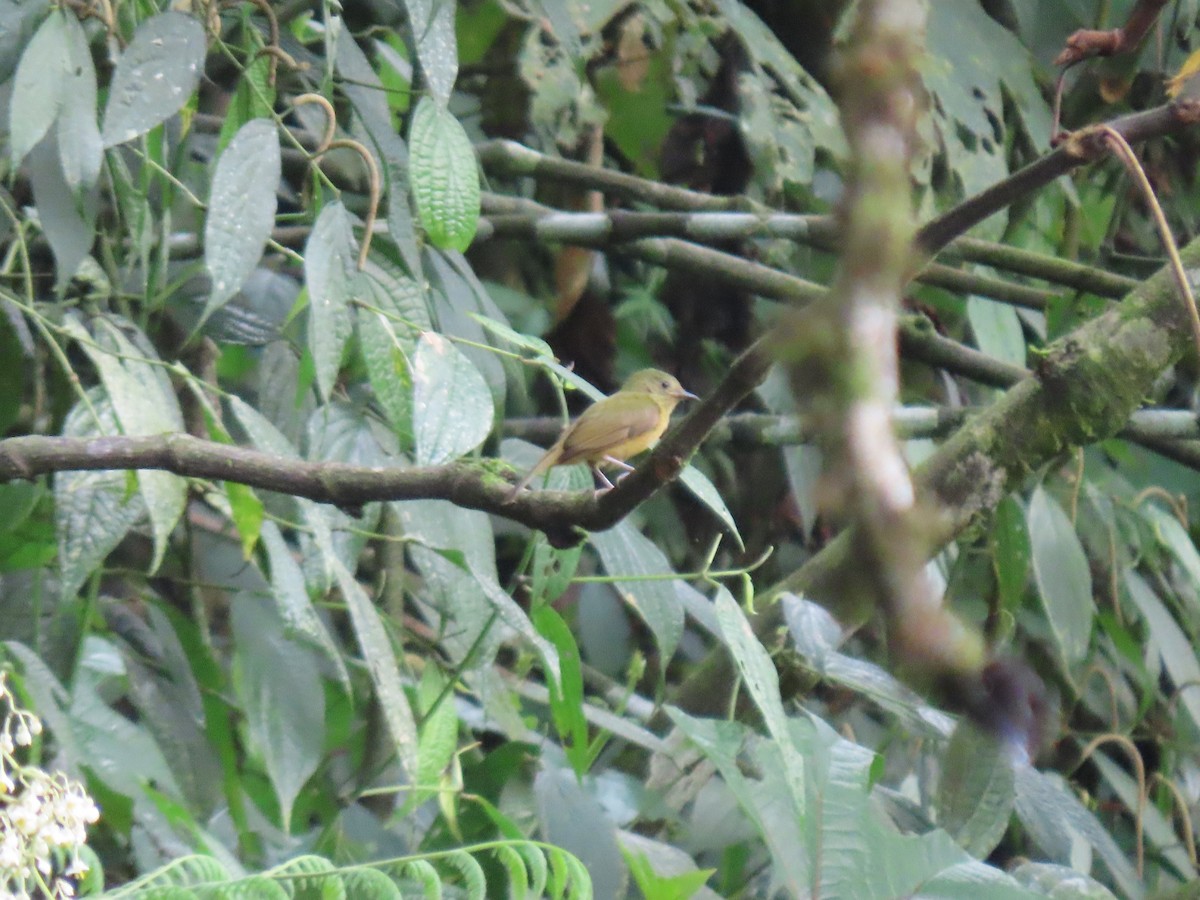 Schwarzschnabel-Pipratyrann - ML648370940