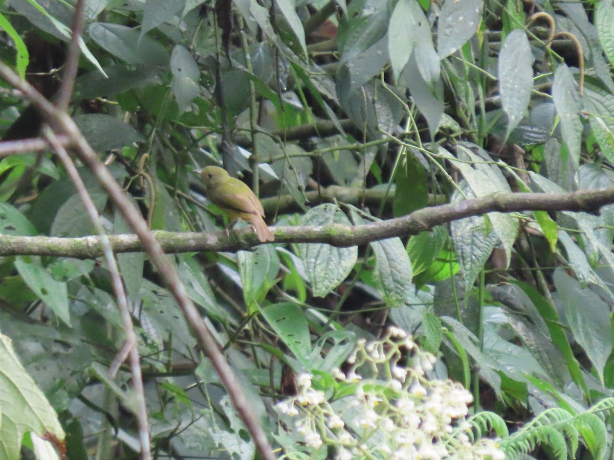 Schwarzschnabel-Pipratyrann - ML648370945