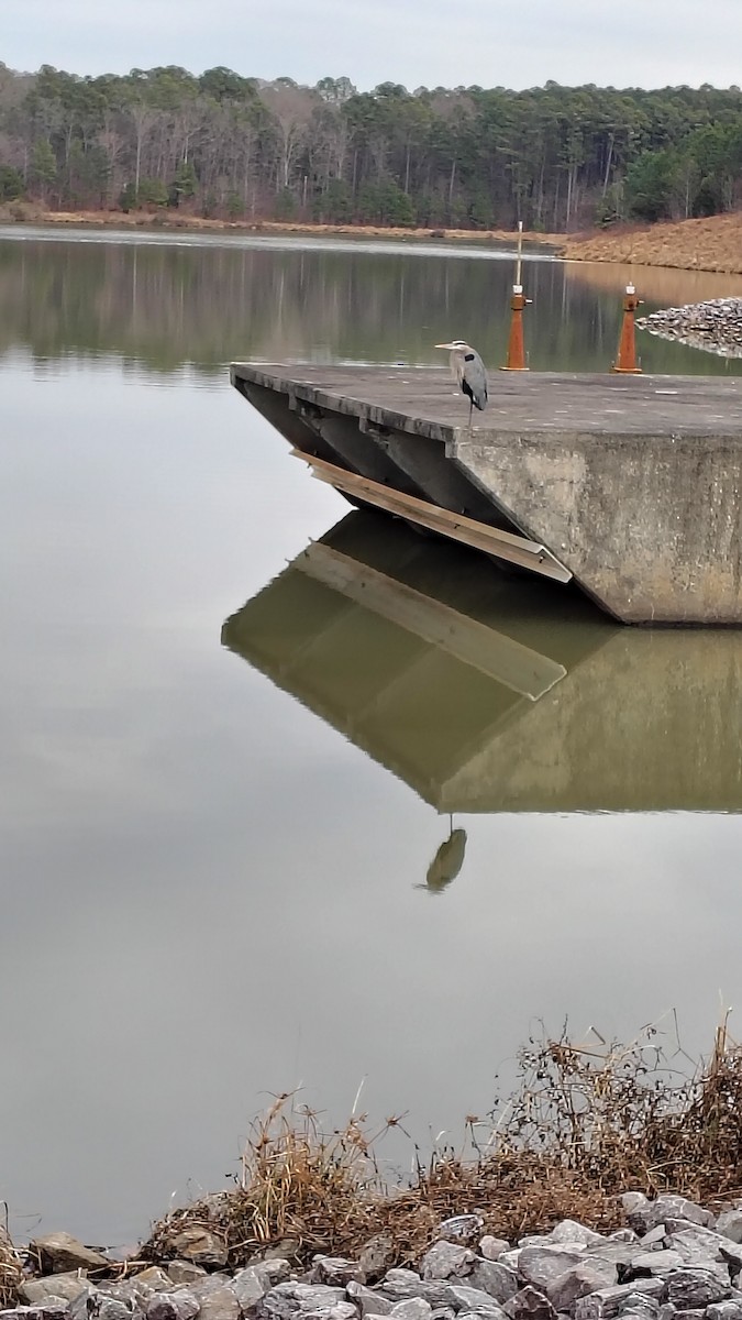 Koartza hauskara amerikarra - ML648371466