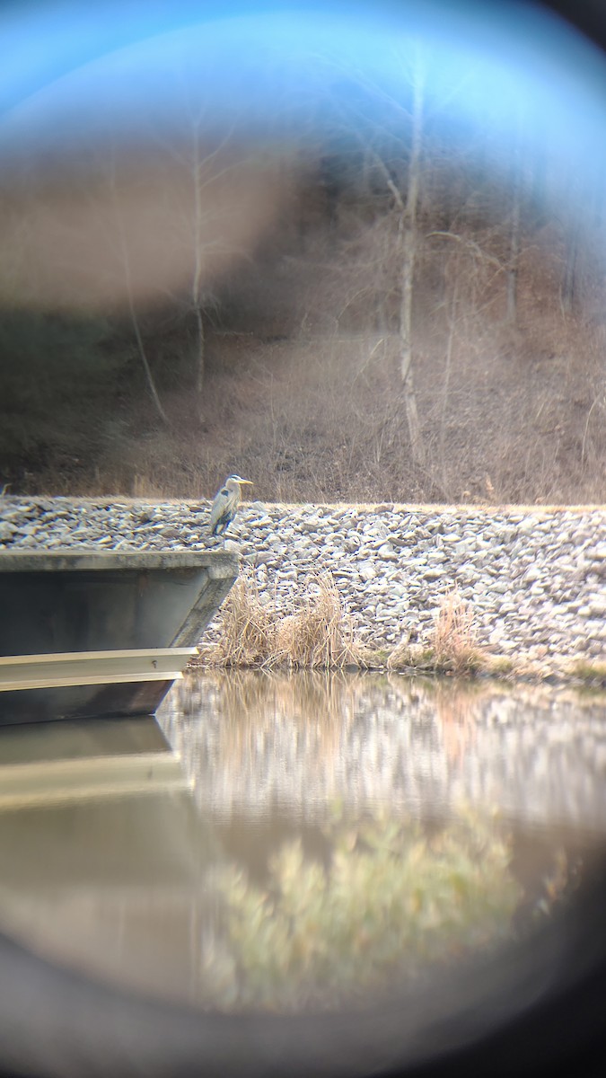 Koartza hauskara amerikarra - ML648371467