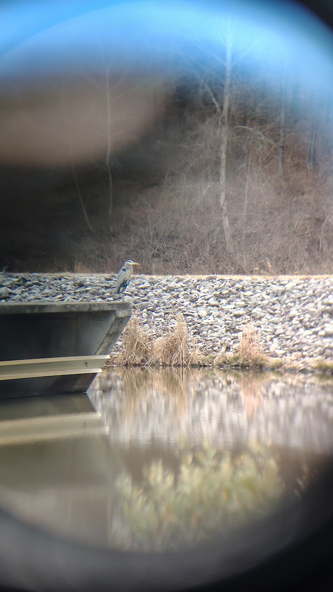 Koartza hauskara amerikarra - ML648371468