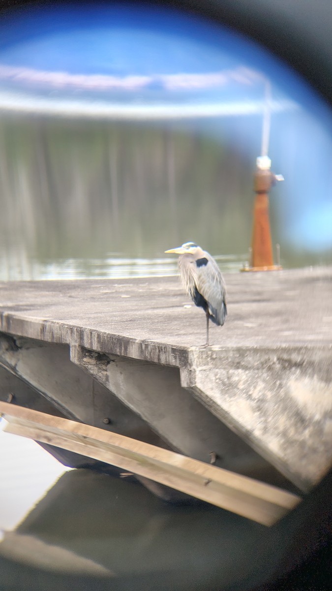 Koartza hauskara amerikarra - ML648371469