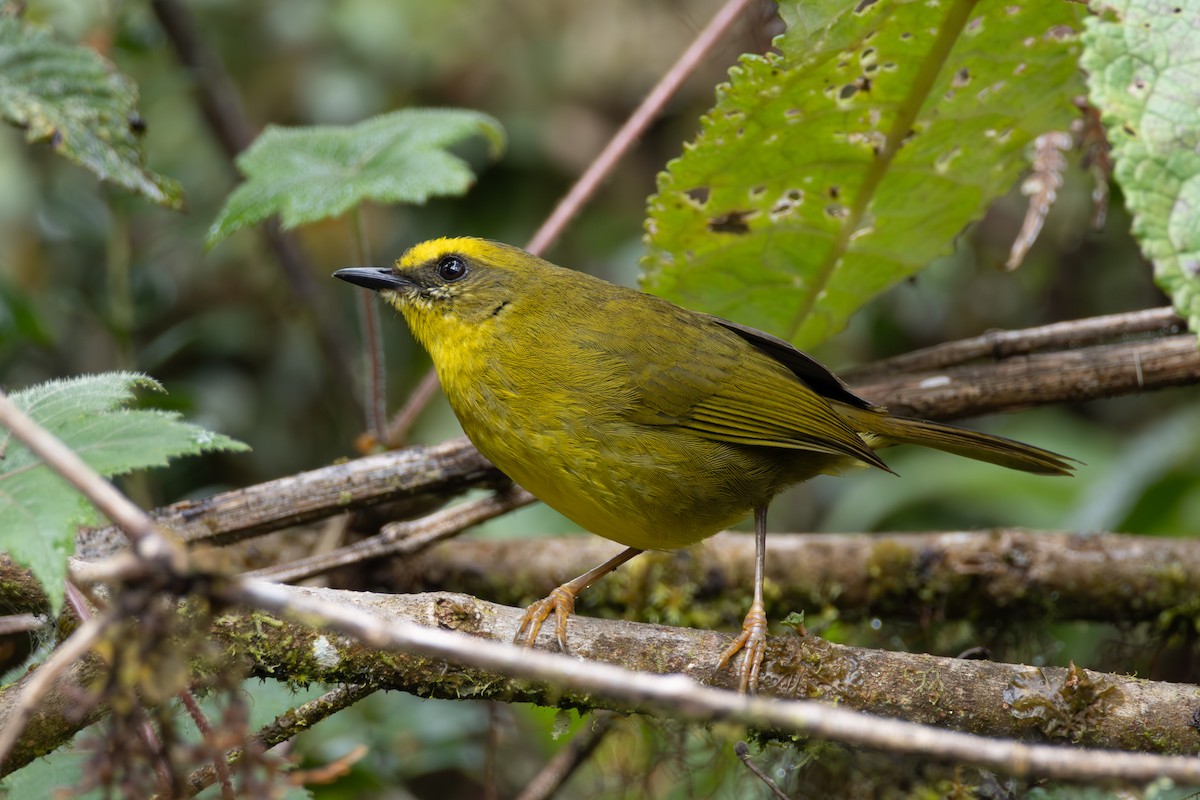 Citrine Warbler - ML648371481
