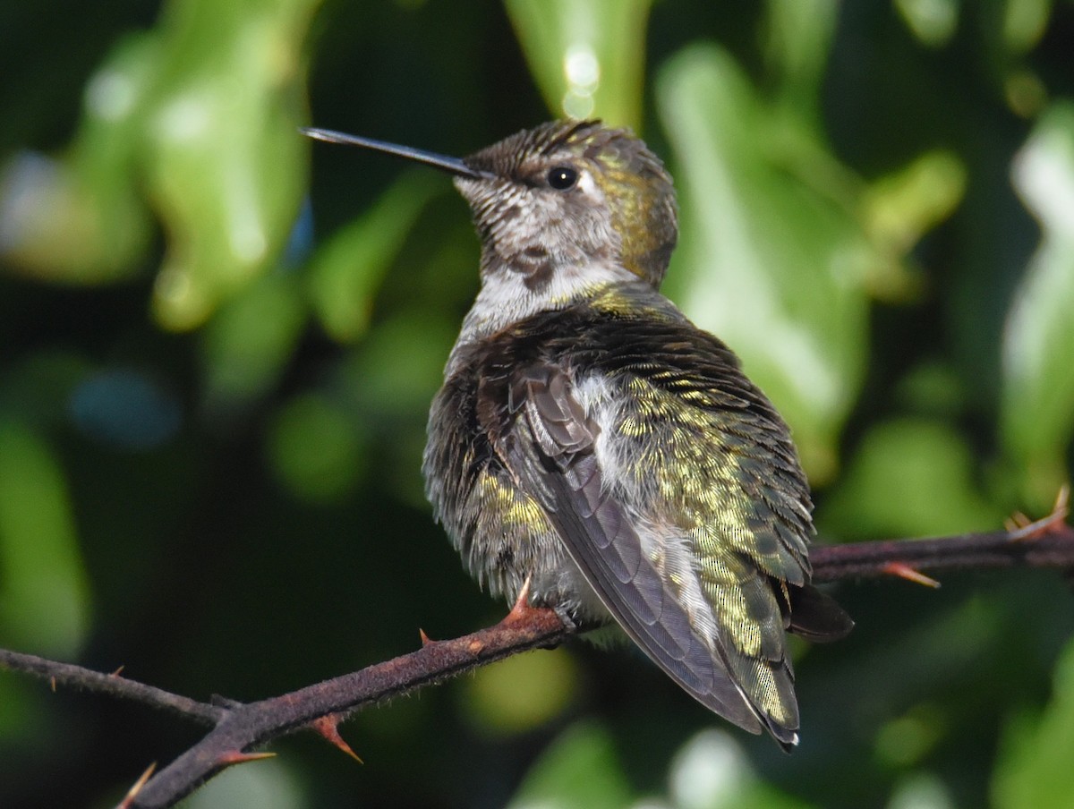 Anna's Hummingbird - ML648371579