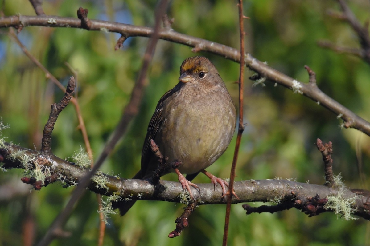 Golden-crowned Sparrow - ML648371596