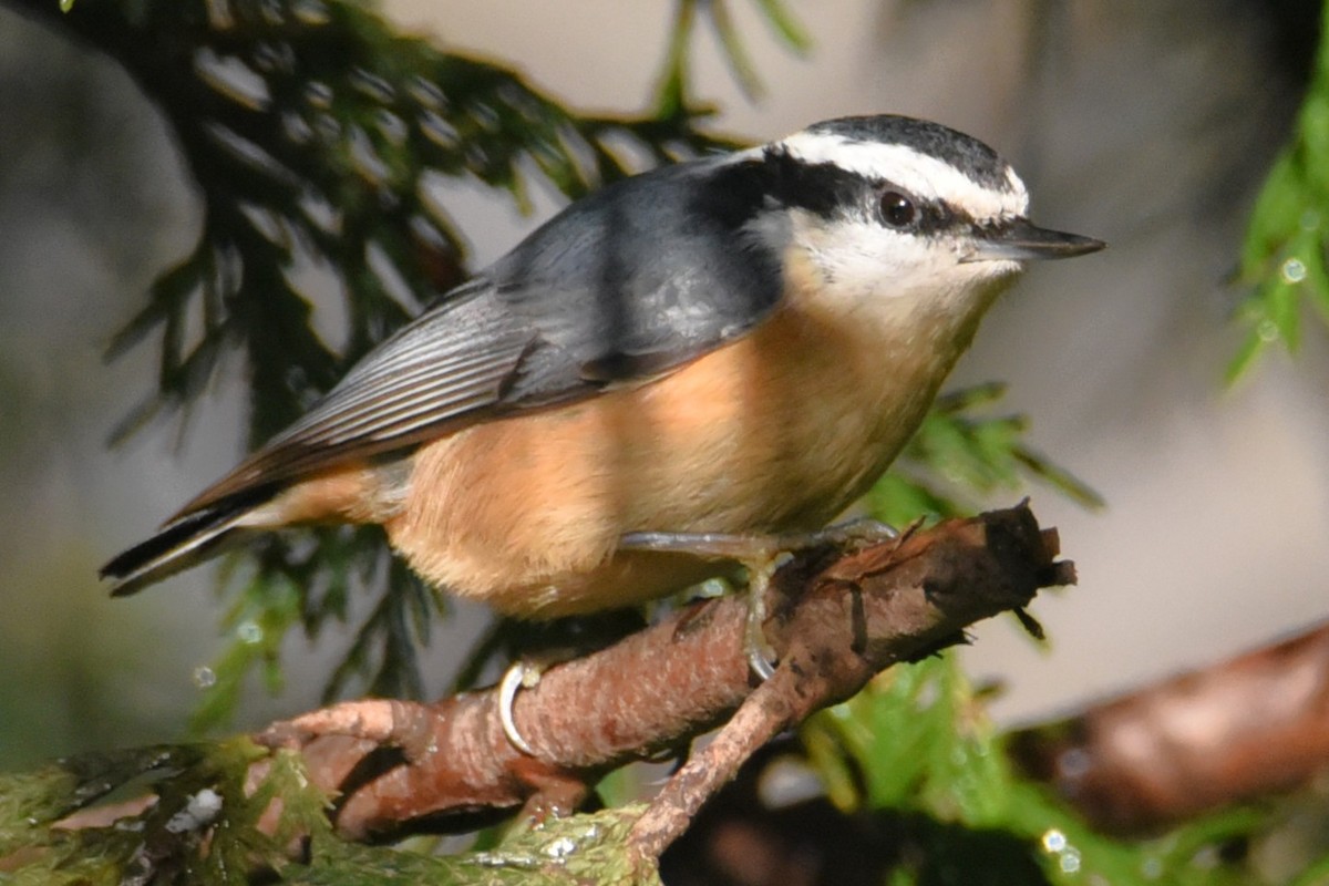 Red-breasted Nuthatch - ML648371755