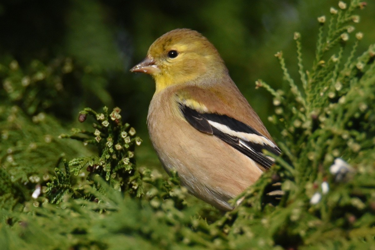 American Goldfinch - ML648371766