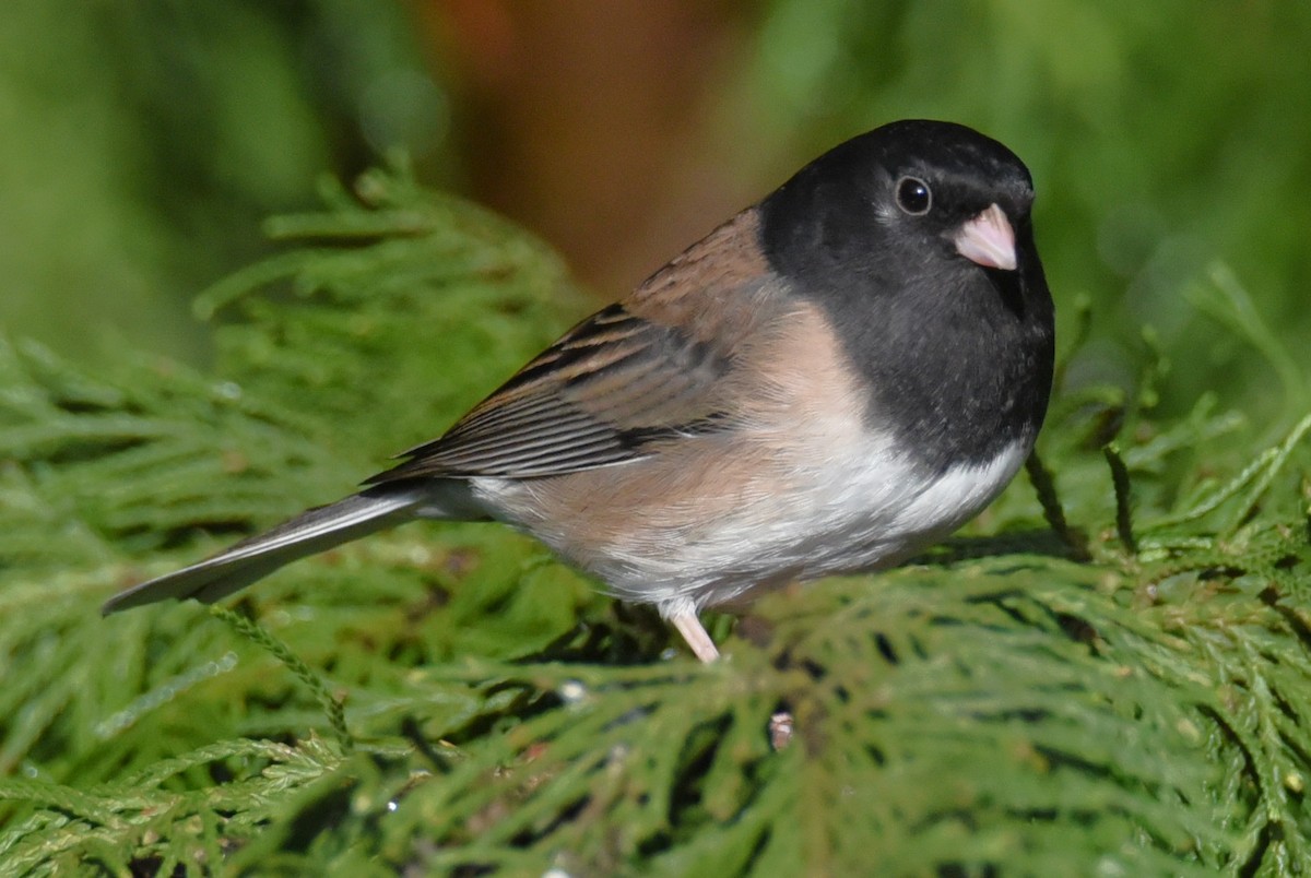 Dark-eyed Junco - ML648371771