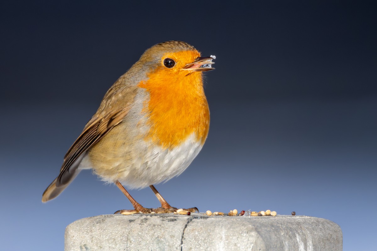 European Robin - ML648371905