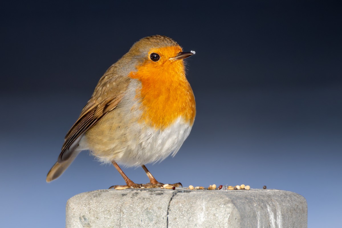 European Robin - ML648371906