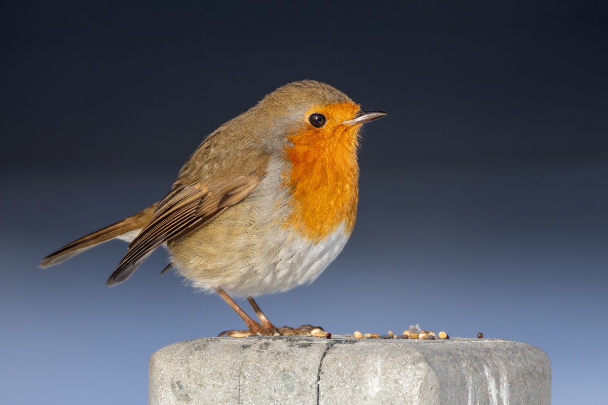European Robin - ML648371918