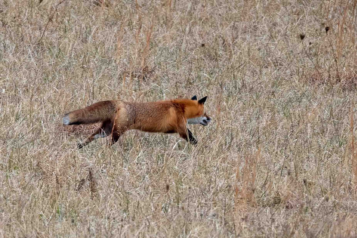 Red Fox - ML648372121