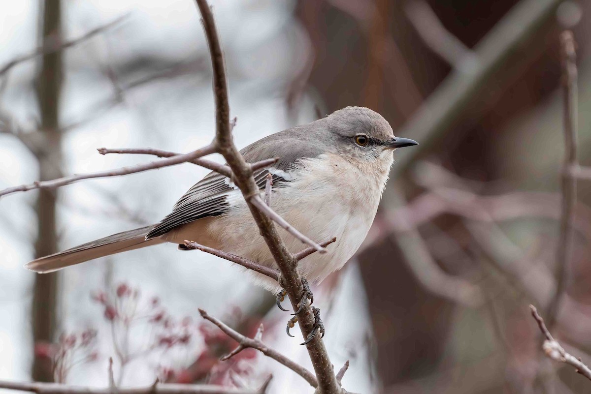 Northern Mockingbird - ML648372232