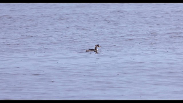 Murgil lepagorria - ML648372335