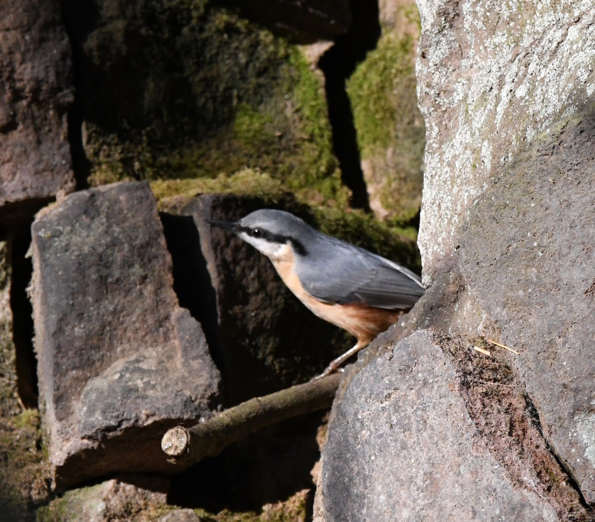 Trepador Azul (grupo europaea) - ML648372594