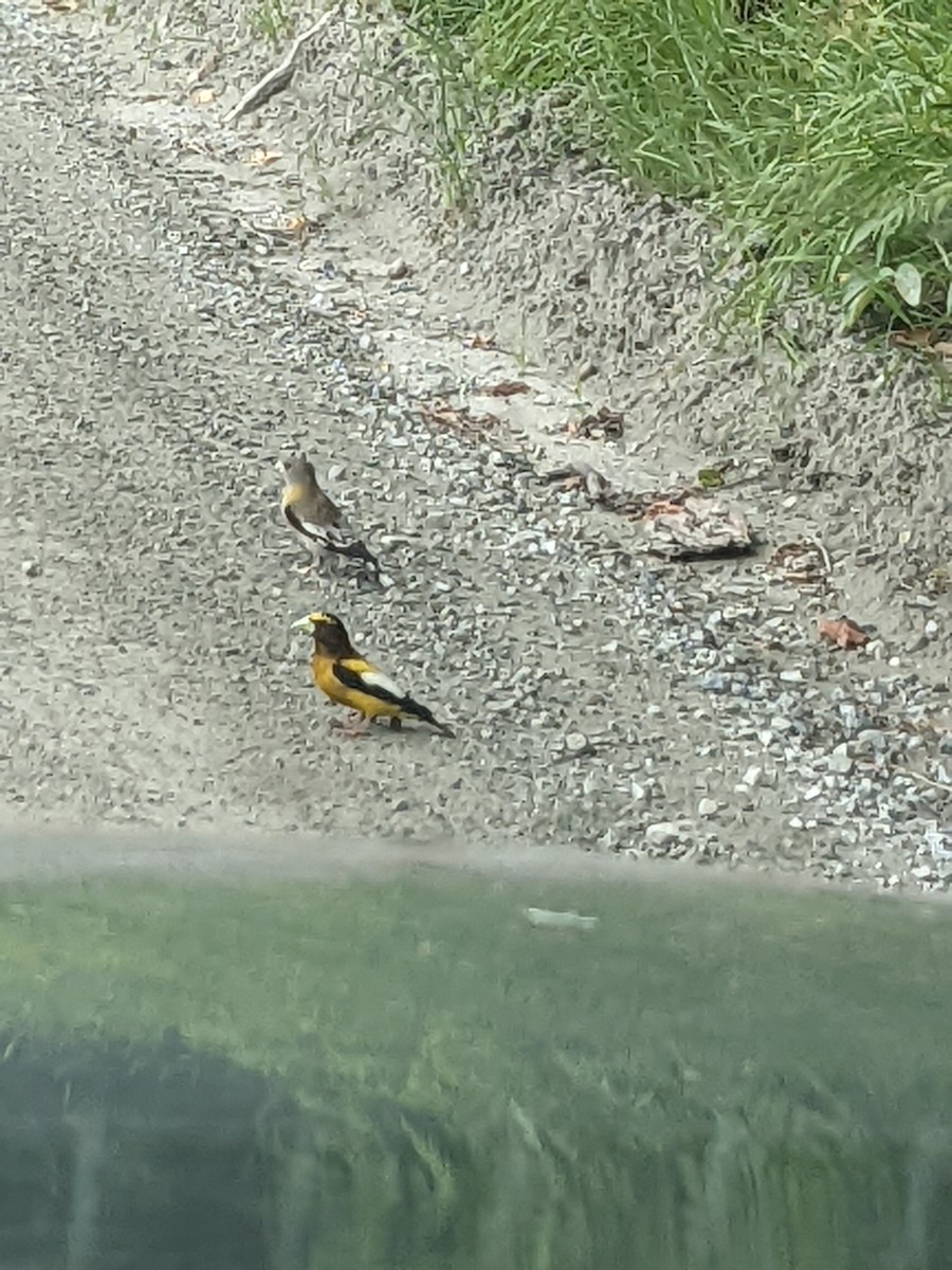 Abendkernbeißer - ML648372671