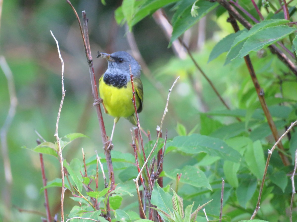 Graukopf-Waldsänger - ML648372773