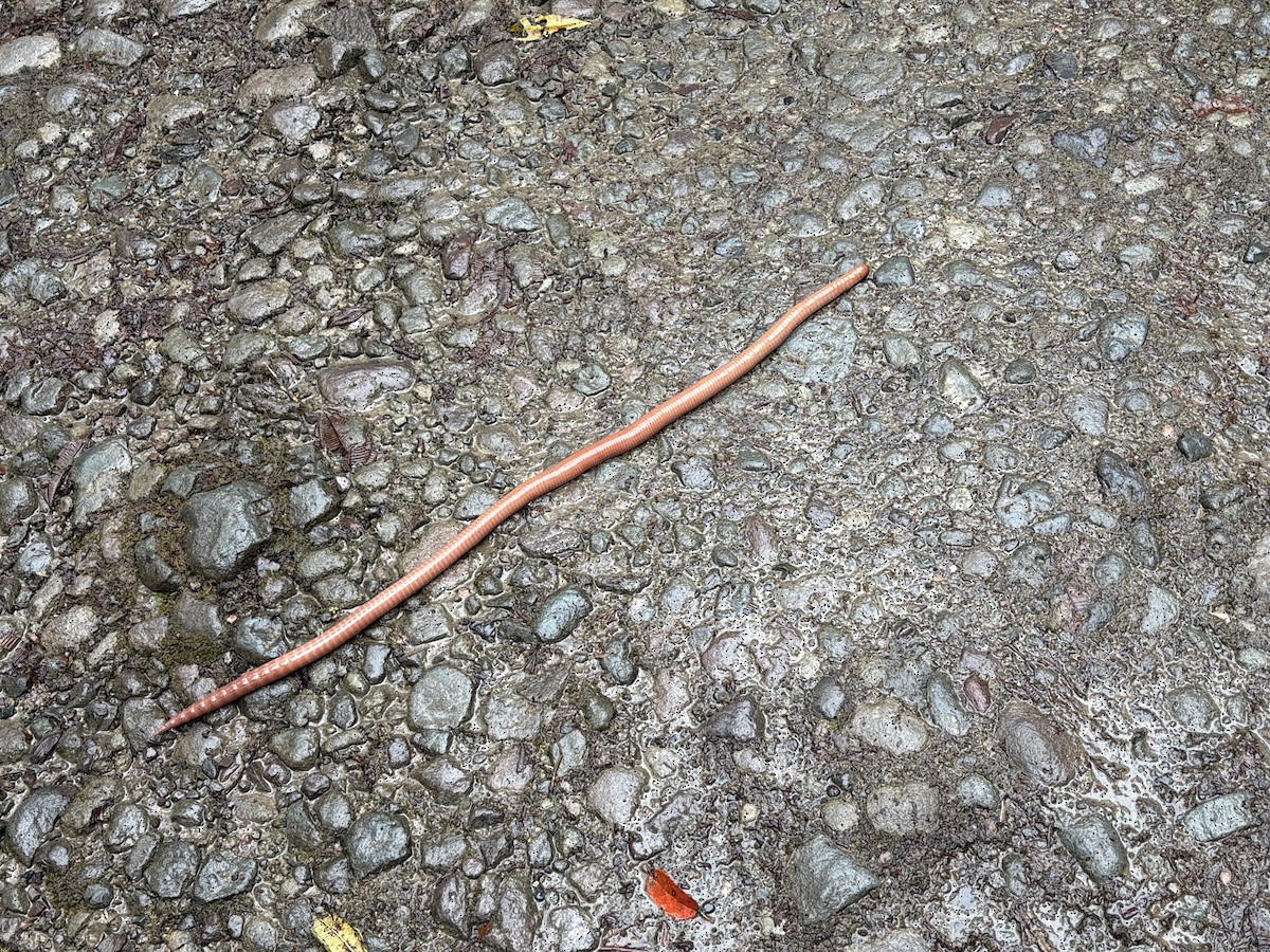 Animals - ML648372919