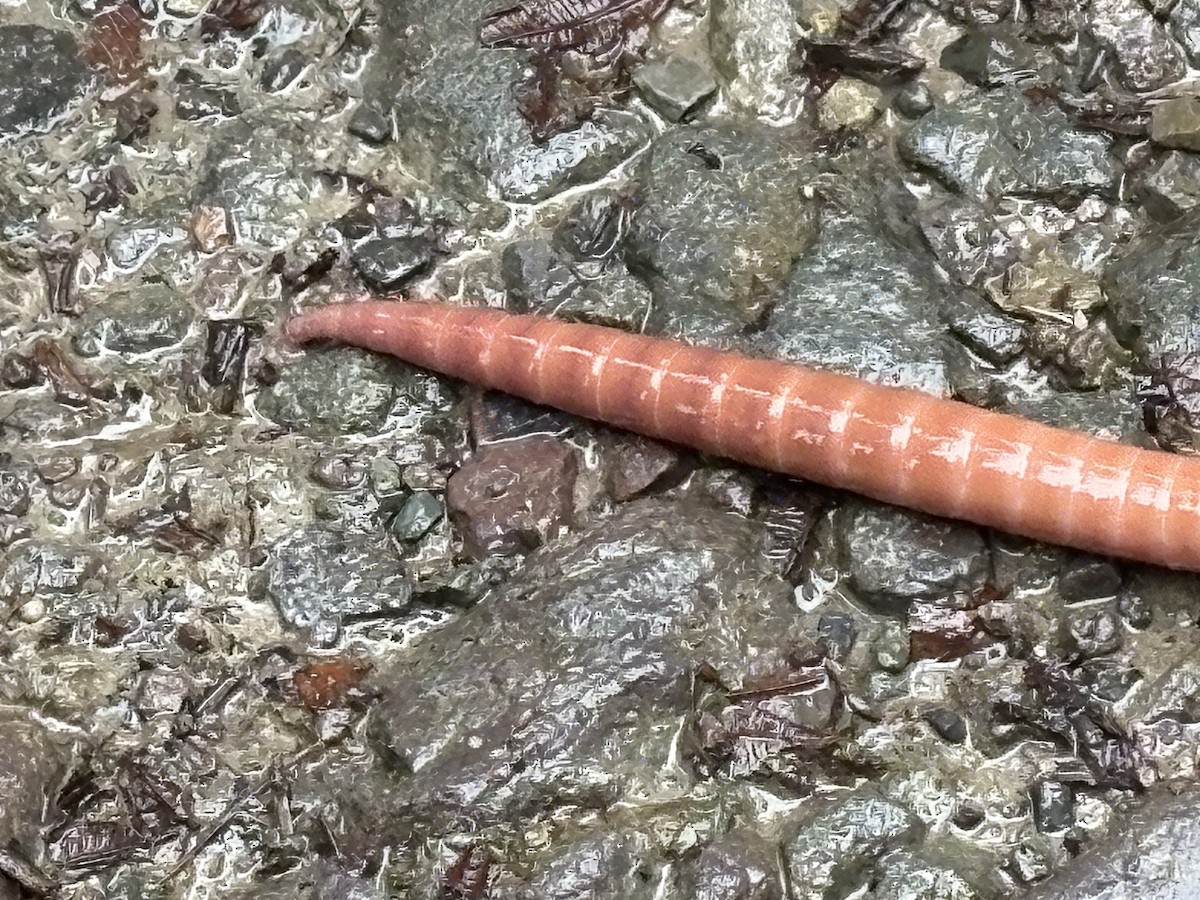 Animals - ML648372937