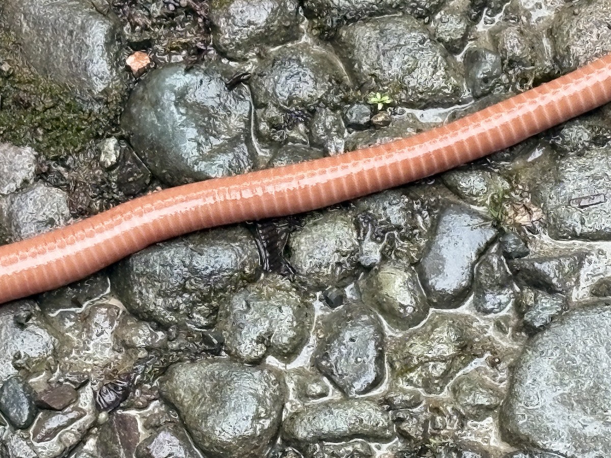 Animals - ML648372950