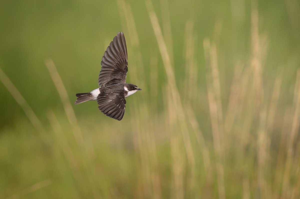 Ak Sokumlu Kırlangıç - ML648372992