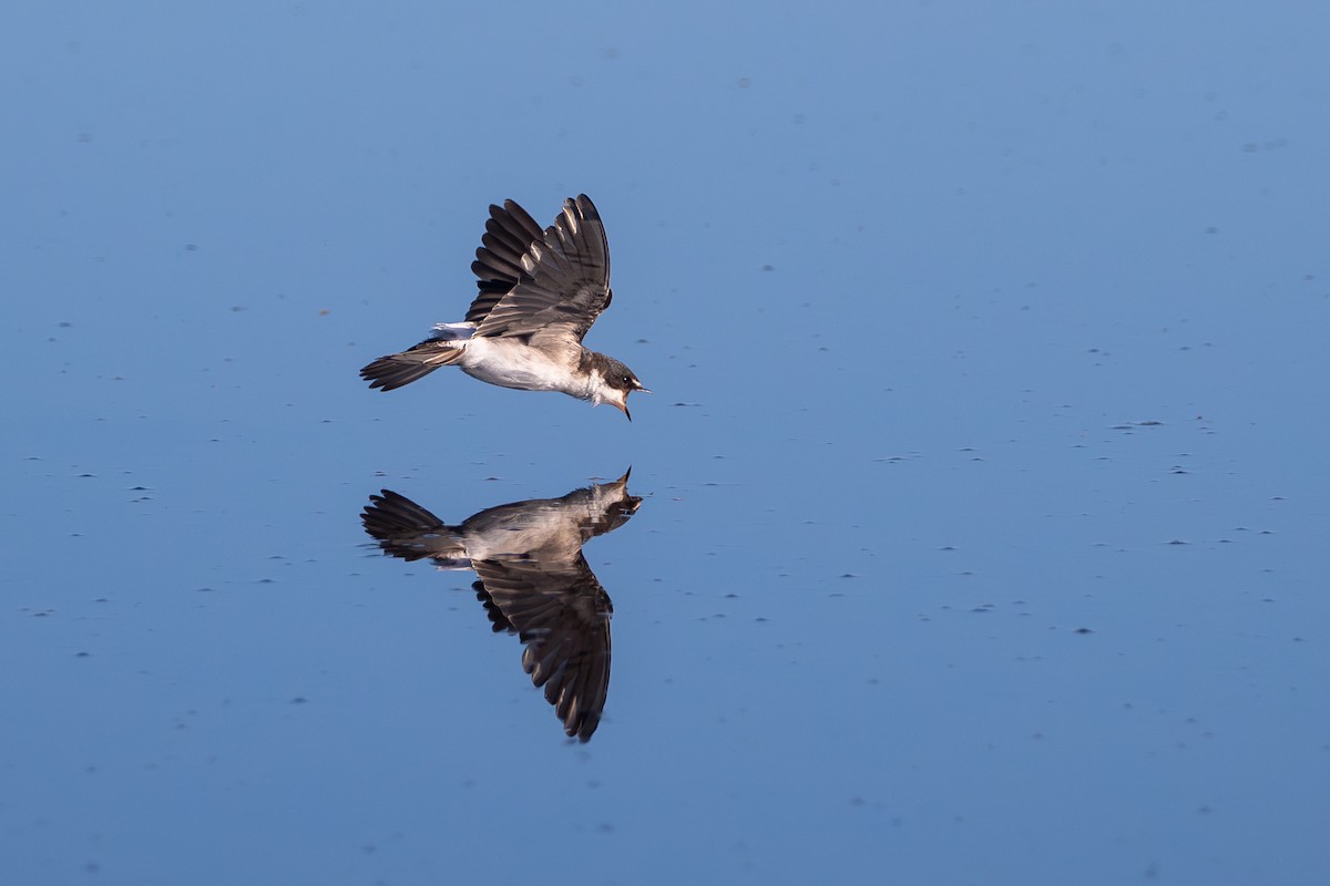 Ak Sokumlu Kırlangıç - ML648372993