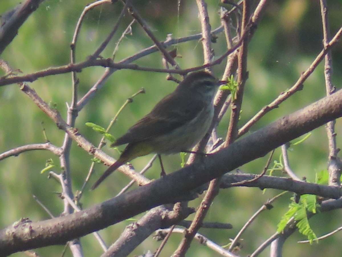 Reinita Palmera - ML648373032