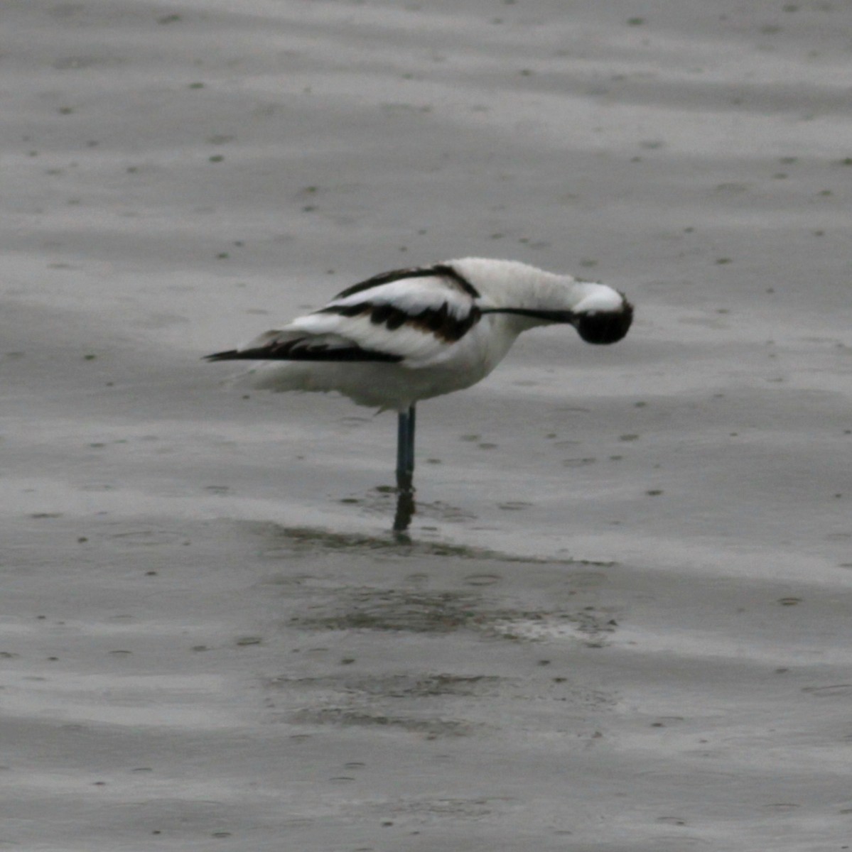 Säbelschnäbler - ML648373339