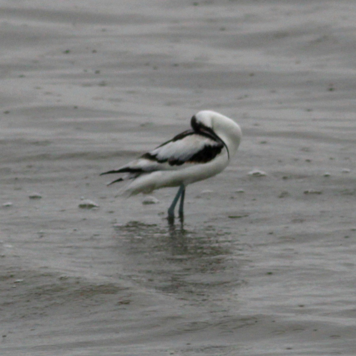 Säbelschnäbler - ML648373340