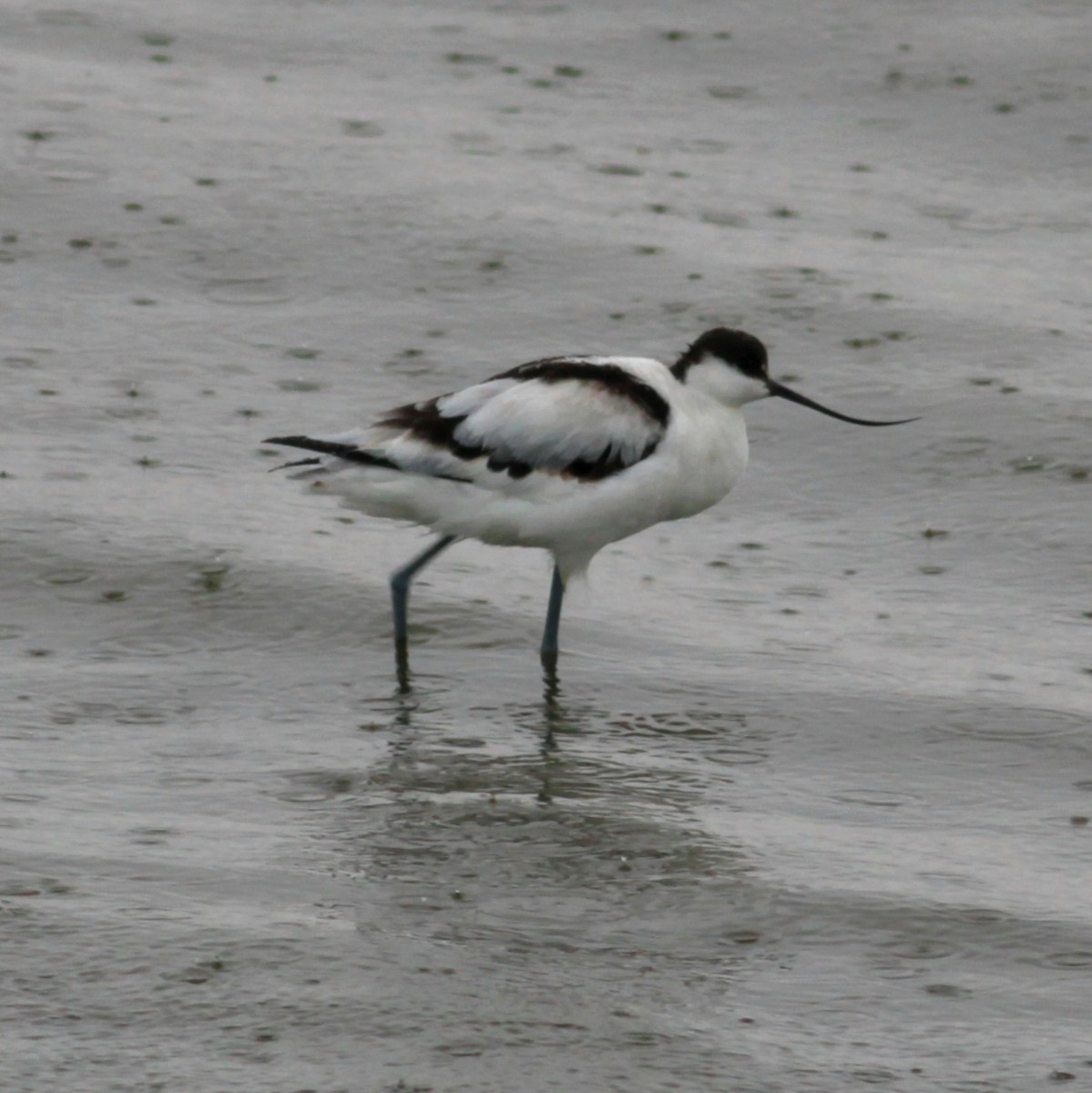 Säbelschnäbler - ML648373341