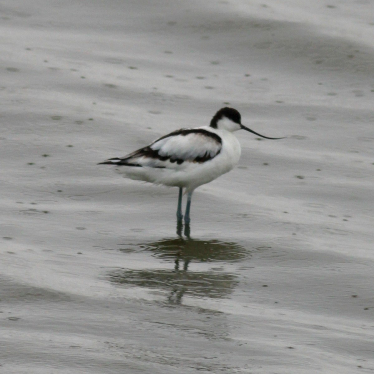 Säbelschnäbler - ML648373342