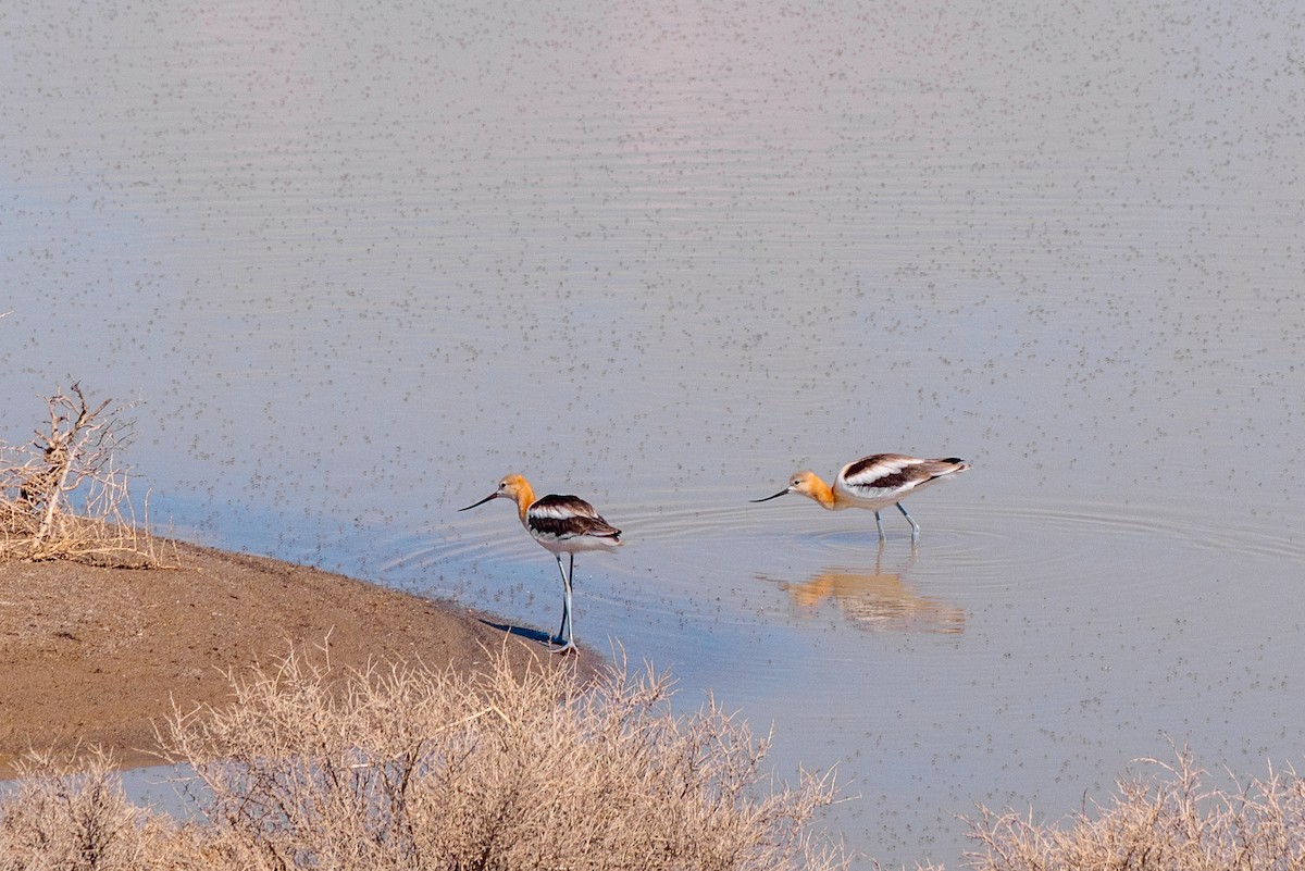 American Avocet - ML648373415