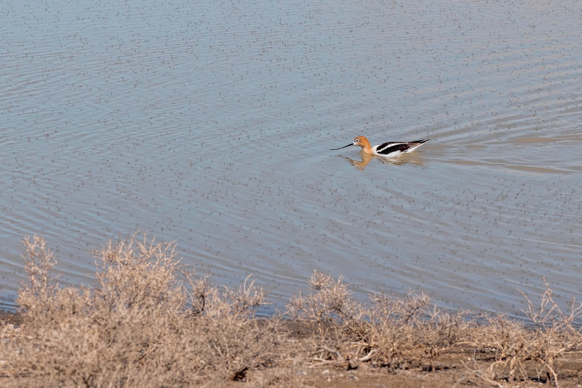 American Avocet - ML648373419