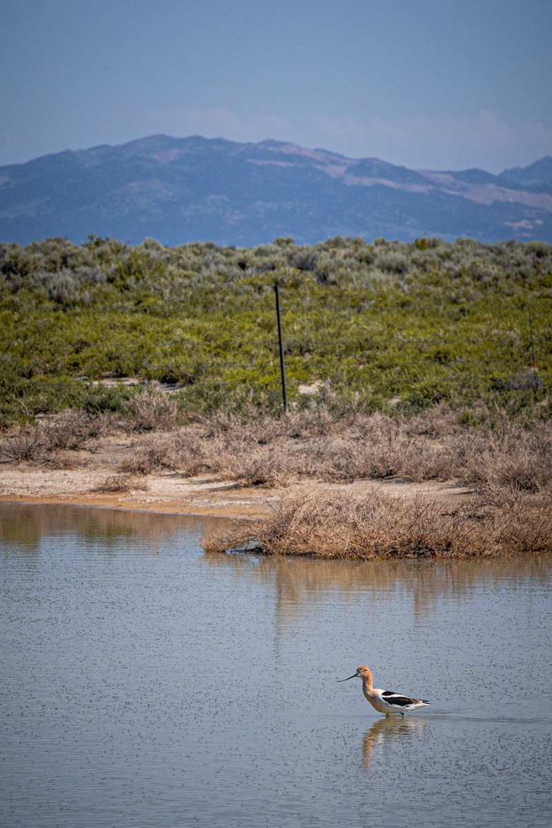 American Avocet - ML648373420