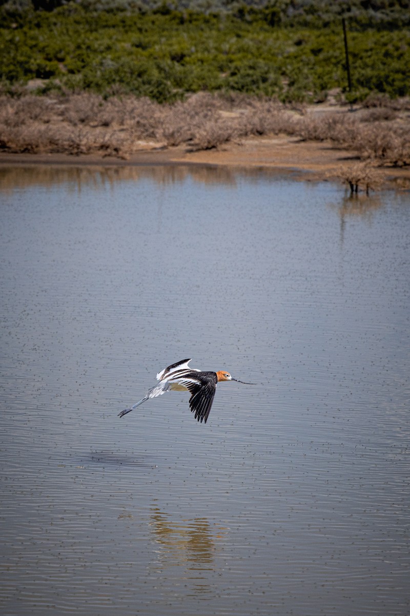 American Avocet - ML648373423
