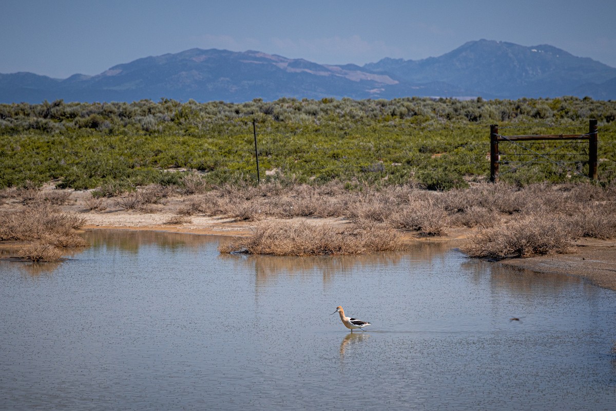 American Avocet - ML648373424