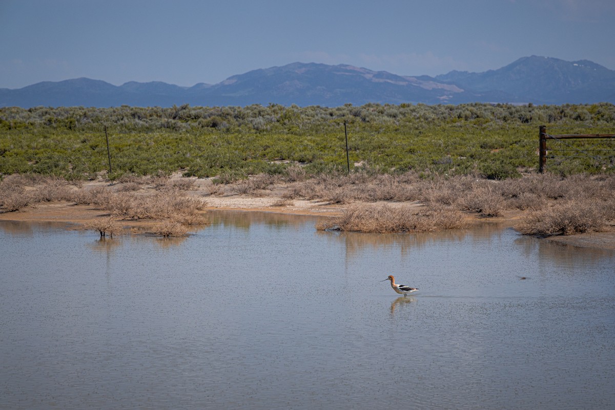 American Avocet - ML648373425