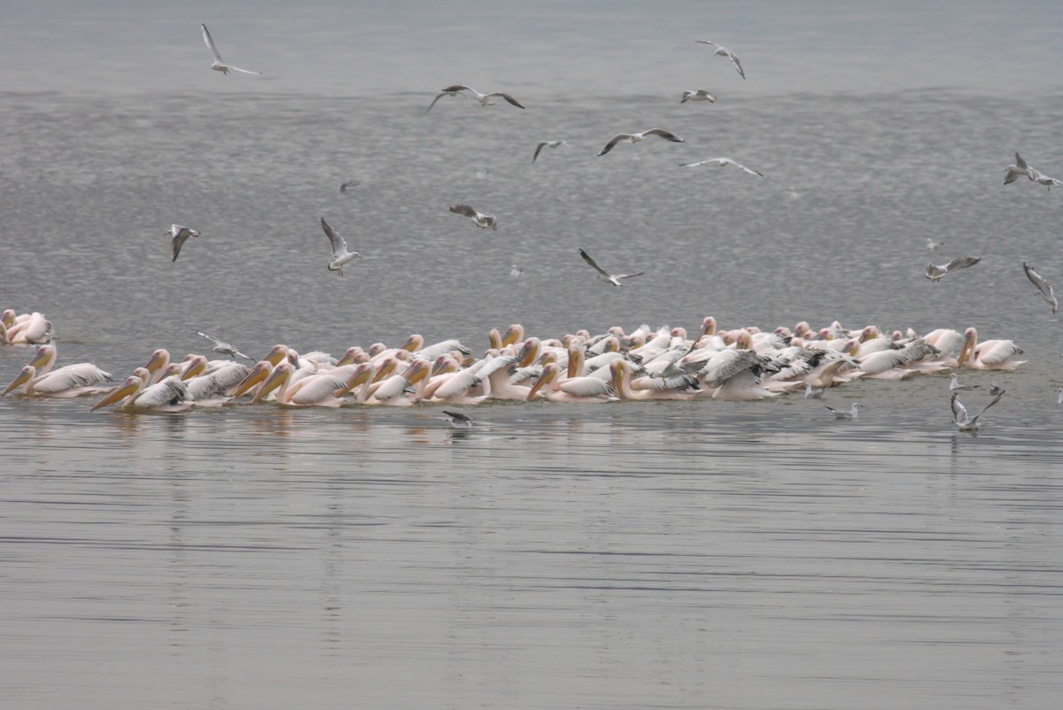 Rosapelikan - ML648373455