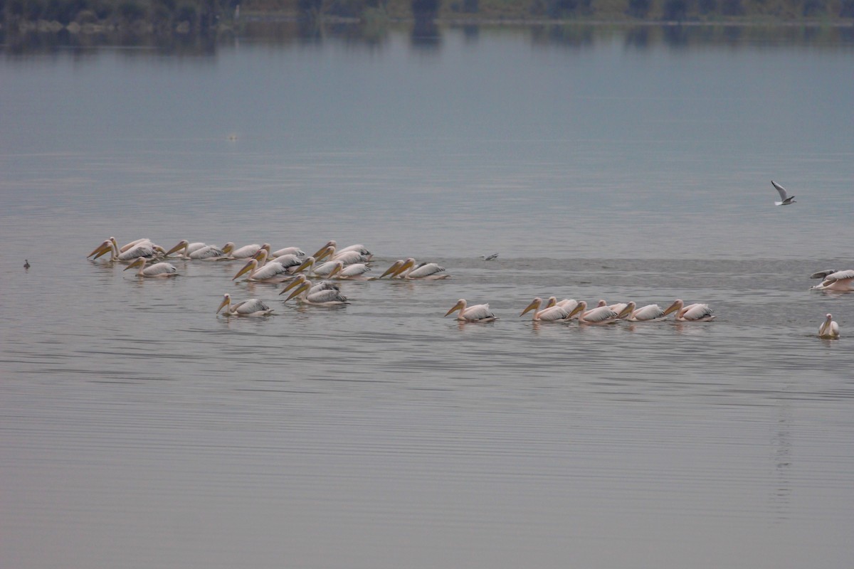 Rosapelikan - ML648373456