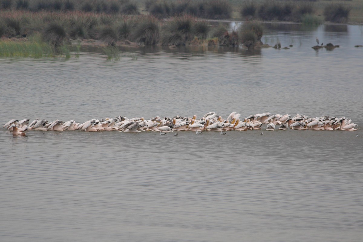 Rosapelikan - ML648373457