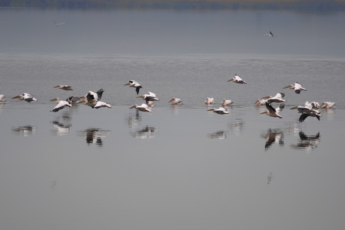 Rosapelikan - ML648373459