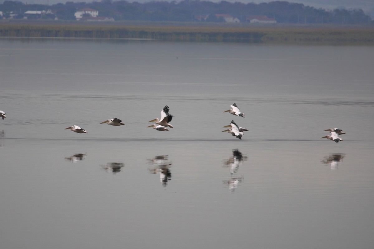 Rosapelikan - ML648373460