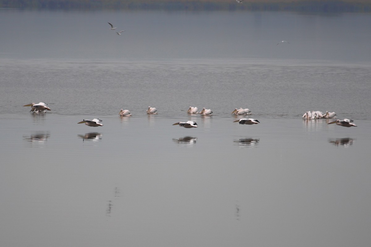 Rosapelikan - ML648373461