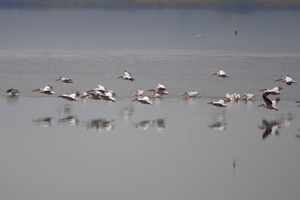 Rosapelikan - ML648373462