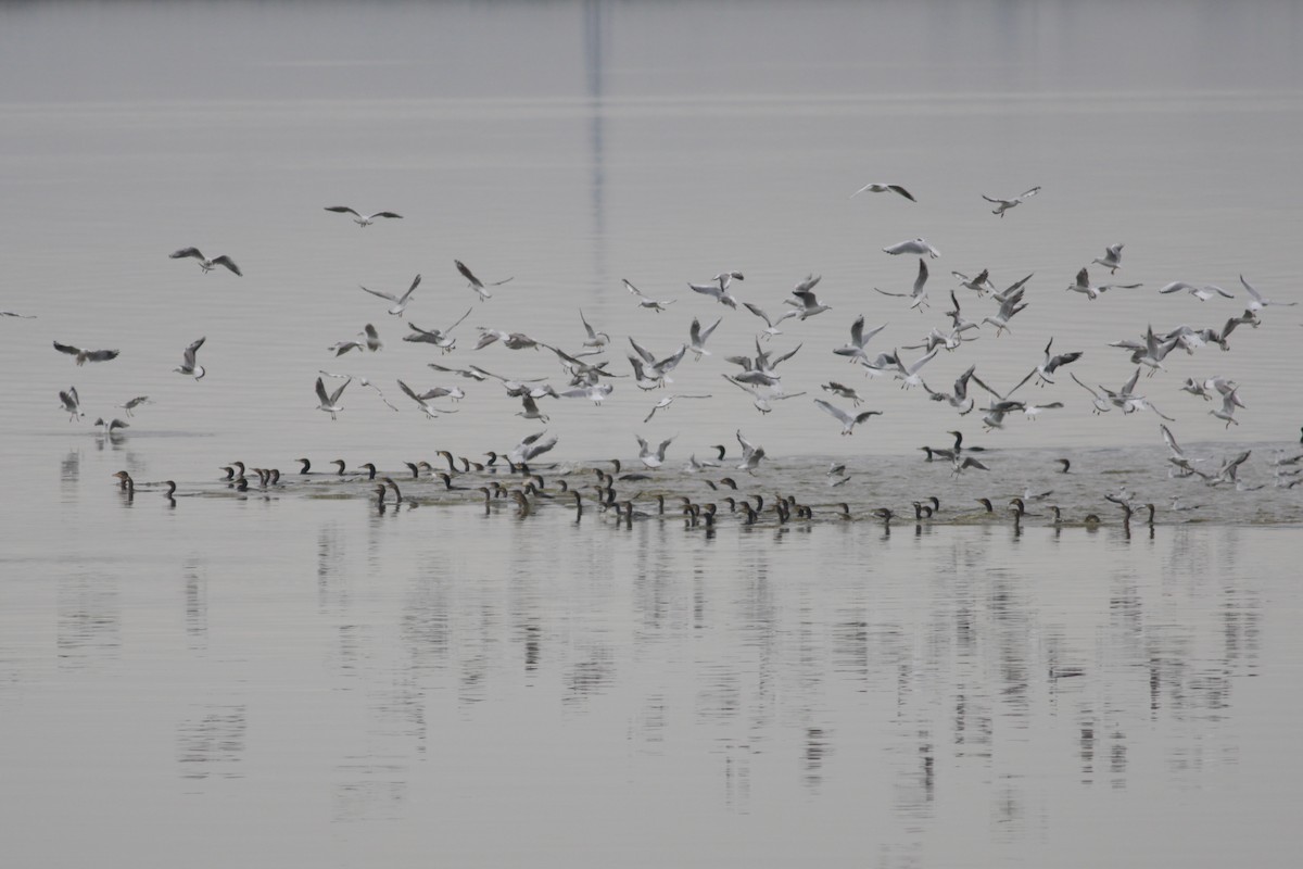 Kormoran - ML648373502