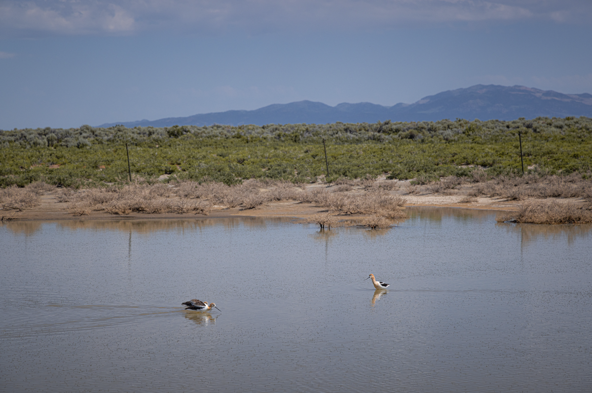American Avocet - ML648373511