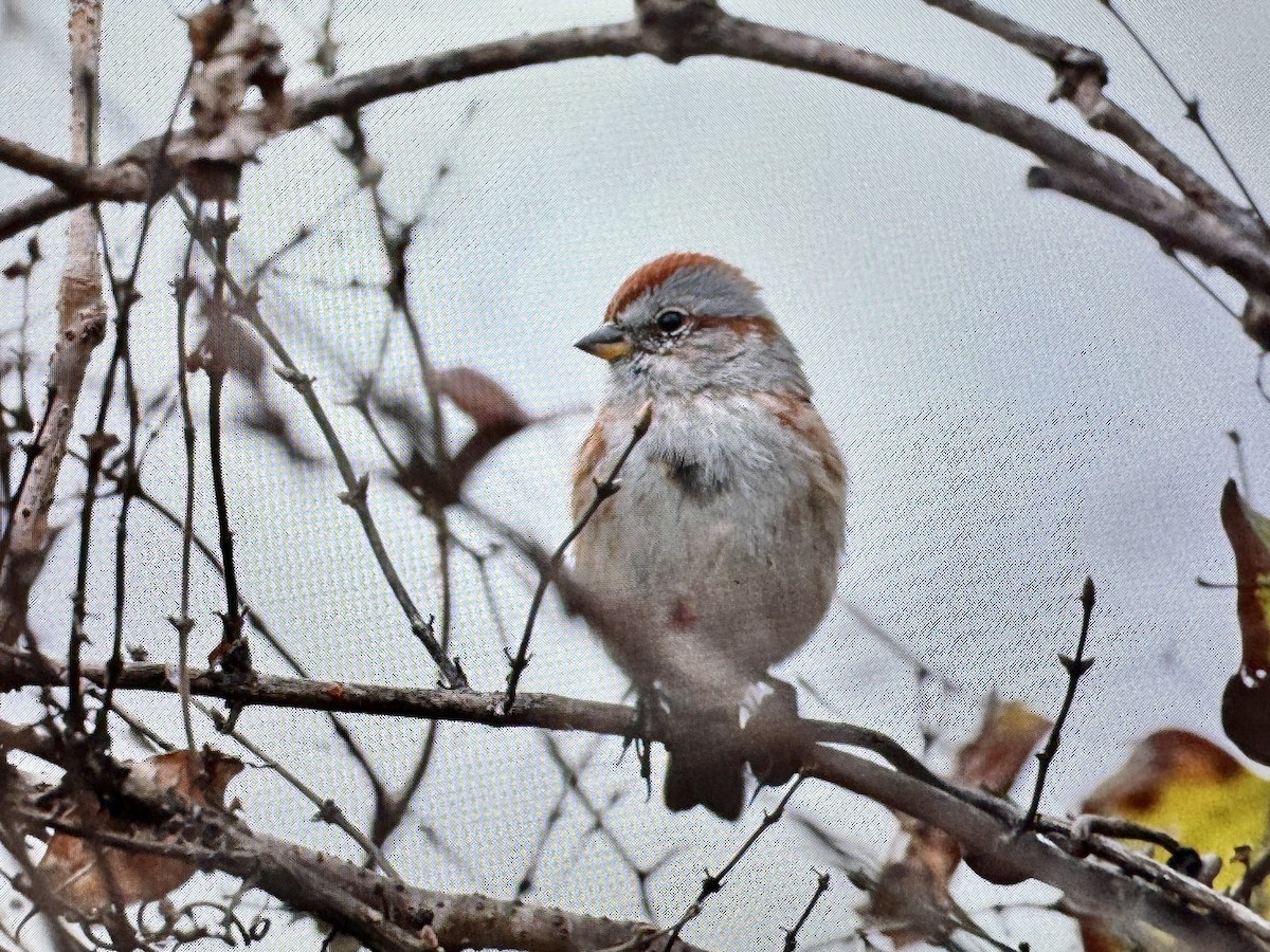 American Tree Sparrow - ML648373904
