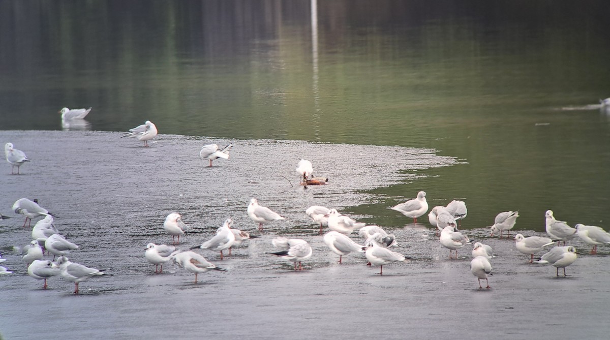 Gaviota Reidora - ML648374608