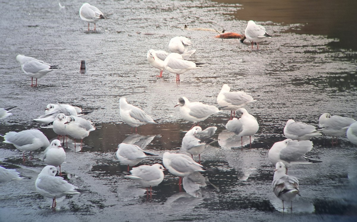 Gaviota Reidora - ML648374609