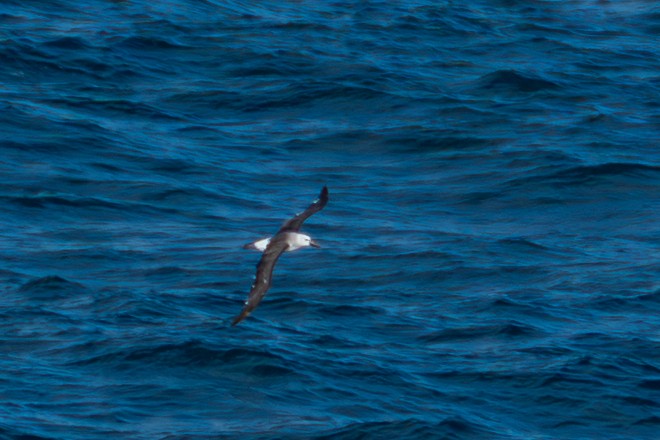 albatros pestrozobý - ML648375349